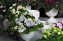 dimetris.com.ua:альбомы:мячик:reflection_of_spring.jpg