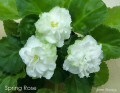 dimetris.com.ua:альбомы:мячик:spring_rose.jpg
