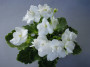 dimetris.com.ua:альбомы:мячик:white_madonna.jpg