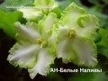 dimetris.com.ua:альбомы:надежда197620:ан-белые_наливы.jpg