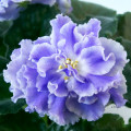 dimetris.com.ua:альбомы:оля_манейчик:голубой_туман_ц.jpg