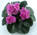 dimetris.com.ua:альбомы:оля_манейчик:ек-камелия_р.jpg