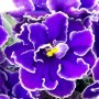 dimetris.com.ua:альбомы:оля_манейчик:ек-роза_арктики_ц.jpg