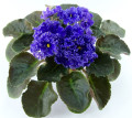 dimetris.com.ua:альбомы:оля_манейчик:ек-синий_иней_р.jpg