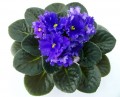 dimetris.com.ua:альбомы:оля_манейчик:evening_splendor_р.jpg