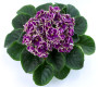 dimetris.com.ua:альбомы:оля_манейчик:jeanette_р.jpg