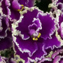 dimetris.com.ua:альбомы:оля_манейчик:jeanette_ц.jpg