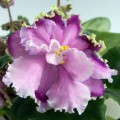 dimetris.com.ua:альбомы:оля_манейчик:louisiana_lullaby_ц.jpg