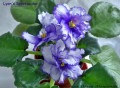 dimetris.com.ua:альбомы:оля_манейчик:lyons_spectacular_б.jpg
