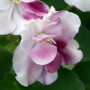 dimetris.com.ua:альбомы:оля_манейчик:macs_southern_springtime_ц.jpg