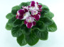 dimetris.com.ua:альбомы:оля_манейчик:optimara_millenia_р.jpg