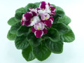 dimetris.com.ua:альбомы:оля_манейчик:optimara_millenia_р.jpg