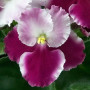 dimetris.com.ua:альбомы:оля_манейчик:optimara_millenia_ц1.jpg