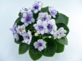 dimetris.com.ua:альбомы:оля_манейчик:pat_tracey_р.jpg