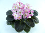 dimetris.com.ua:альбомы:оля_манейчик:pink_pearls_р.jpg