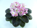 dimetris.com.ua:альбомы:оля_манейчик:pink_pearls_р.jpg
