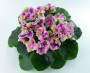 dimetris.com.ua:альбомы:оля_манейчик:rosie_ruffles_р.jpg