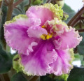 dimetris.com.ua:альбомы:оля_манейчик:rosie_ruffles_ц.jpg