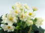 dimetris.com.ua:альбомы:оля_манейчик:sunkissed_rose_б1.jpg