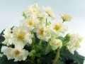 dimetris.com.ua:альбомы:оля_манейчик:sunkissed_rose_б1.jpg