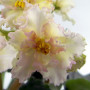 dimetris.com.ua:альбомы:оля_манейчик:sunkissed_rose_ц.jpg