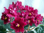 dimetris.com.ua:альбомы:оля_манейчик:tropic_heat_б.jpg