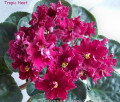 dimetris.com.ua:альбомы:оля_манейчик:tropic_heat_р.jpg