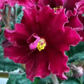 dimetris.com.ua:альбомы:оля_манейчик:tropic_heat_ц.jpg