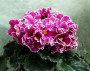 dimetris.com.ua:альбомы:рыбешка:cinnamon_ruffles.jpg
