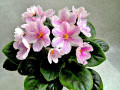 dimetris.com.ua:альбомы:рыбешка:ness_spring_blush.jpg