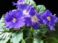 dimetris.com.ua:альбомы:рыбешка:silverglade_plums.jpg