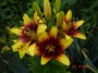 dimetris.com.ua:альбомы:сенния:азиатка_yellow_pixiels.jpg