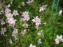 dimetris.com.ua:альбомы:сенния:клематис.jpg
