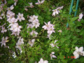 dimetris.com.ua:альбомы:сенния:клематис.jpg