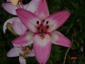 dimetris.com.ua:альбомы:сенния:wielki_alberti.jpg