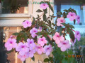 dimetris.com.ua:альбомы:с.натали:ахименес_peach_blossom.jpg