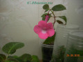 dimetris.com.ua:альбомы:с.натали:ахименес_rosy_frost.jpg