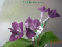dimetris.com.ua:альбомы:с.натали:стрептокарпус_hototogisy.jpg
