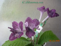 dimetris.com.ua:альбомы:с.натали:стрептокарпус_hototogisy.jpg