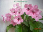 dimetris.com.ua:альбомы:с.натали:стрептокарпус_passion_pink.jpg