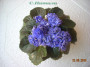 dimetris.com.ua:альбомы:с.натали:ф.ness_crinkle_blue.jpg