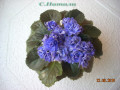 dimetris.com.ua:альбомы:с.натали:ф.ness_crinkle_blue.jpg