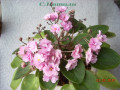dimetris.com.ua:альбомы:с.натали:ф.rondita.jpg