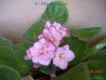 dimetris.com.ua:альбомы:с.натали:ф.silverglade_jingles.jpg