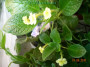 dimetris.com.ua:альбомы:с.натали:эписция_tropical_topas.jpg