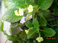 dimetris.com.ua:альбомы:с.натали:эписция_tropical_topas.jpg
