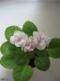 dimetris.com.ua:альбомы:тасик:katia.jpg