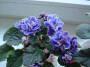 dimetris.com.ua:альбомы:тасик:lyons_little_sweetheart.jpg