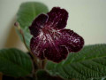 dimetris.com.ua:альбомы:тату:bristols_black_cherry.jpg