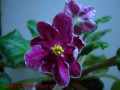 dimetris.com.ua:альбомы:тату:sparkleberry.jpg